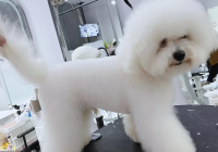 宠物美容萌宠秀场怎么做好看