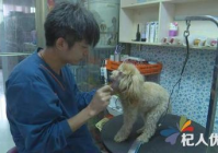 宠物美容造型教程图片简单又漂亮