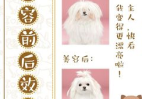 宠物美容好评内容大全