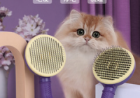 宠物美容行情如何