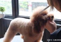 宠物美容造型教程图片简单