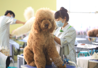宠物美容设施