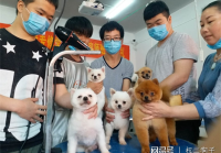 宠物美容行业的发展前景如何