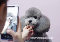 宠物美容萌系造型手图