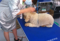 宠物美容的目的和意义