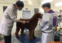 宠物美容设施包括哪些