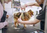 宠物美容用品测评分析报告范文