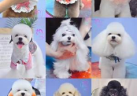 宠物美容萌系图片大全