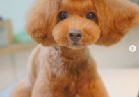 宠物美容造型图片