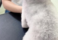 宠物美容师形象照