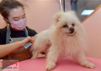 宠物美容都包括什么项目呢