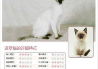 宠物美容分类大全