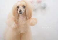 宠物美容日系造型手稿图片