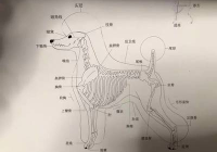 宠物美容萌系画图怎么画好看