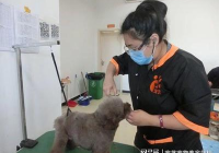宠物美容行业标准