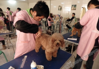 宠物美容优势