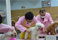 宠物美容评价语