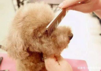 宠物美容的作用和意义有哪些