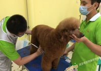 宠物美容重要性