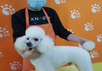 宠物美容是怎么美容