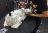 宠物美容点评怎么写好