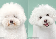 宠物美容造型图片大全美国图