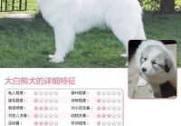 宠物美容的特征有哪些