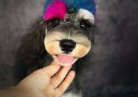 宠物美容萌系有必要学吗