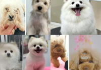 宠物美容萌系多少钱