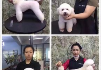 宠物美容洗澡主要特征