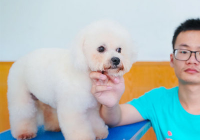 宠物美容类型有哪些