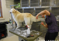 宠物美容怎么做