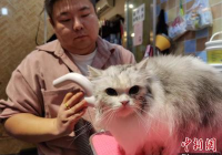 宠物美容的评价怎么写好