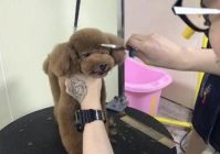 宠物美容造型教程图片简单易学