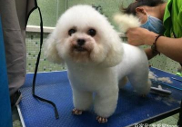 宠物美容的作用和意义是什么