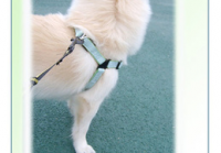 宠物美容用品测评评语怎么写