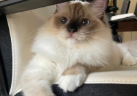 宠物美容设计图手绘