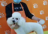 宠物美容主要做什么工作