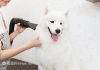 宠物美容照片大全图片