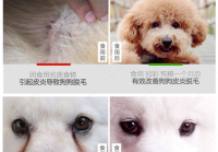 宠物美容类型分类表