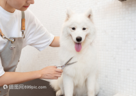 宠物美容类型有哪几种图片