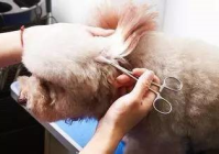 宠物美容基础步骤有哪些