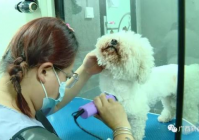 宠物美容的作用有哪些方面