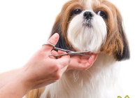 宠物美容的步骤