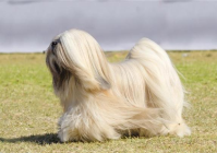 宠物美容有什么项目吗知乎