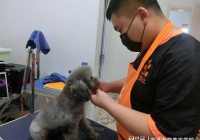 宠物美容都学什么