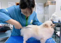 宠物美容效果图片