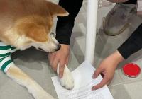 宠物美容萌宠秀场图片大全