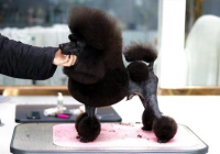 宠物美容器械套装