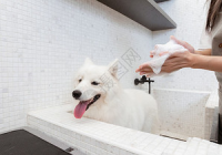 宠物美容洗澡图片大全